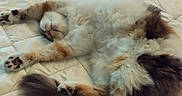 Coquillette participe au concours pour gagner de l'argent avec cette photo : animal, cat, comfort, cozy, cute, domestic_cat, feline, fluffy, fur, home, indoor, paws, pet, quilt, relaxed, resting, sleeping, stretching, tail, wooden_floor