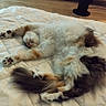 animal, cat, comfort, cozy, cute, feline, floor, fluffy, fur, home, indoor, paws, pet, quiet, quilt, relaxed, resting, sleeping, tail, wooden