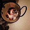Coquillette participe au concours pour gagner de l'argent avec cette photo : cat, calico_cat, basket, woven_basket, pet, indoor, floor, sandals, footwear, cozy, curled_up, resting, animal, fur, domestic_cat, looking_up, home, quiet, calm, curious