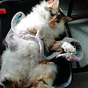 Coquille participe au concours pour gagner de l'argent avec cette photo : animal, black, brown, cat, chair, cozy, curious, cute, domestic, feline, fluffy, fur, indoor, multicolored, paw, pet, relaxed, resting, towel, white