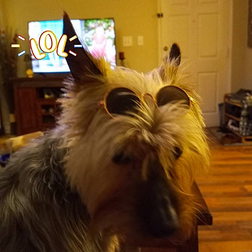 Cocoa is registered to the contest to win money with this photo: biewer_terrier, canidae, carnivore, companion_dog, dog, dog_breed, ear, fawn, flooring, fur, hardwood, picture_frame, small_terrier, snout, sporting_group, terrier, toy_dog, whiskers, wood, working_animal