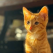 Oliver joined the competition — help win amazing prizes! cat, kitten, orange_tabby, fur, whiskers, ears, eyes, pet, animal, indoor, sunlight, closeup, portrait, cute, feline, young, domestic_cat, mammal, adorable, soft_light