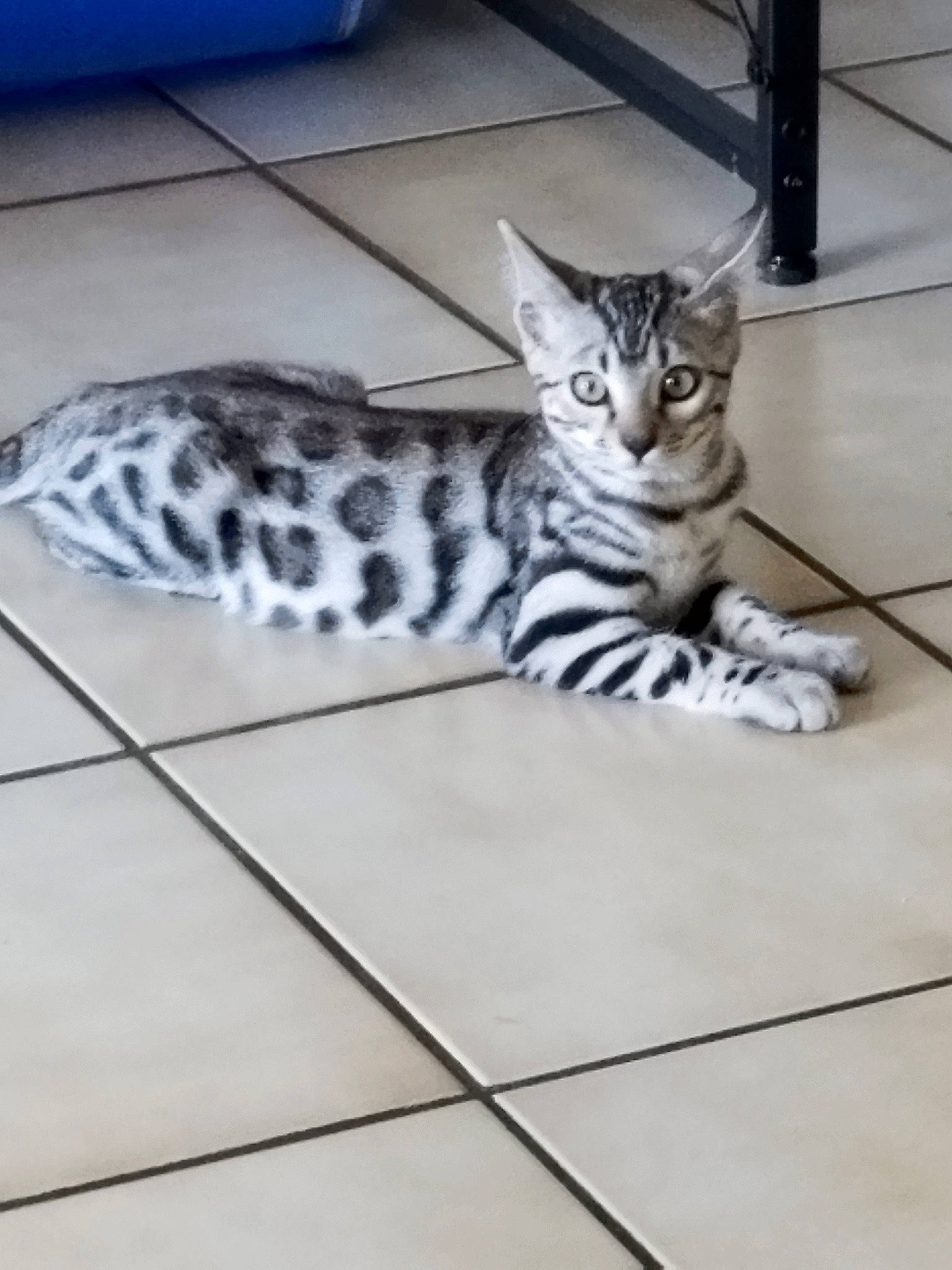 Tokio participe au concours pour gagner de l'argent avec cette photo : carnivore, cat, comfort, domestic_short_haired_cat, door, eye, felidae, floor, flooring, fur, grey, hardwood, metal, pattern, paw, small_to_medium_sized_cats, snout, tail, terrestrial_animal, whiskers