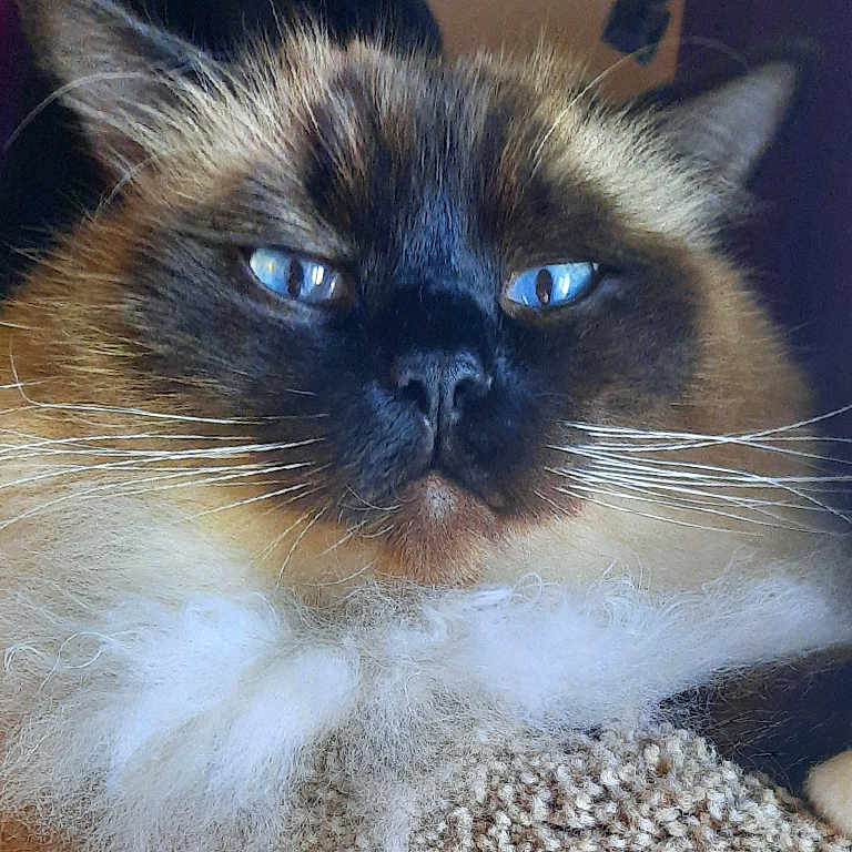Paw