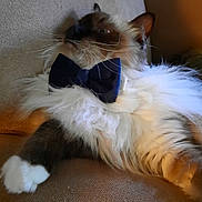 Iona joined the competition — help win amazing prizes! cat, fluffy, bow_tie, pet, feline, relaxed, indoor, couch, fur, white_paws, brown_fur, portrait, close_up, animal, cute, domestic_animal, whiskers, soft_lighting, resting, elegant