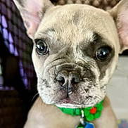 Ellie May Gooden joined the competition — help win amazing prizes! animal, brown, close_up, collar, cute, dog, domestic_animal, ears, expression, face, french_bulldog, fur, indoor, looking, nose, pet, puppy, tag, whiskers, young