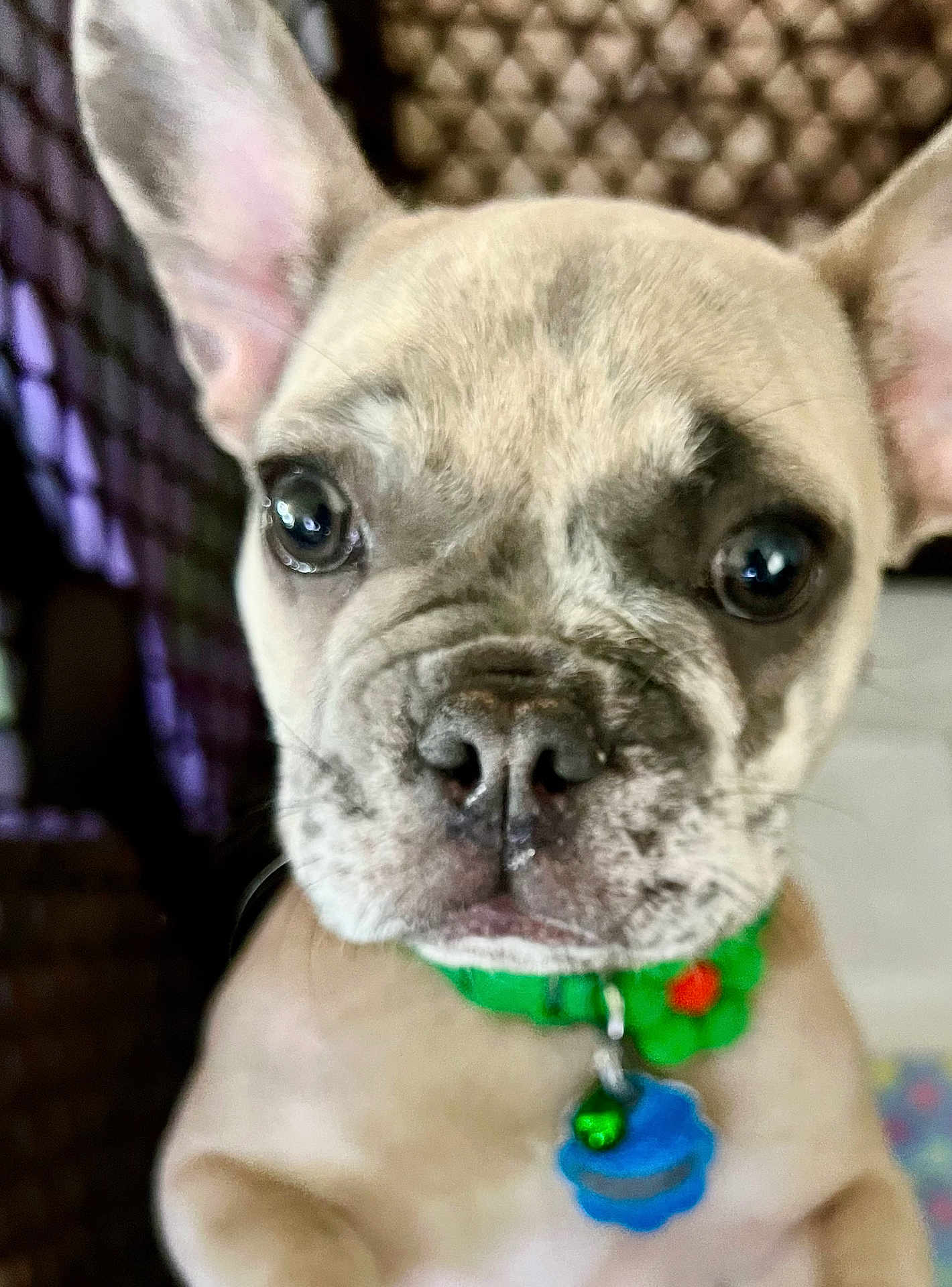 Ellie May Gooden joined the competition — help win amazing prizes! animal, brown, close_up, collar, cute, dog, domestic_animal, ears, expression, face, french_bulldog, fur, indoor, looking, nose, pet, puppy, tag, whiskers, young