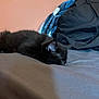 Levi is registered to the contest to win money with this photo: cat, kitten, sleeping, bed, blanket, indoor, pet, feline, black_cat, resting, cozy, fur, animal, cute, peaceful, domestic, home, soft, quiet, relaxation