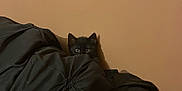 Levi joined the competition — help win amazing prizes! kitten, black_cat, blanket, toy_mouse, peeking, indoor, brown_wall, cozy, shy, playful, pet, animal, cute, small, fur, whiskers, ears, hiding, soft, domestic_cat