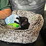 Levi is registered to the contest to win money with this photo: black_kitten, cat, pet_bed, toy_mouse, green_toy, crocheted_blanket, gray_bed, leather_couch, human_arm, green_sleeve, indoor, cozy, cute, furry, resting, playing, animal, small_pet, home, closeup