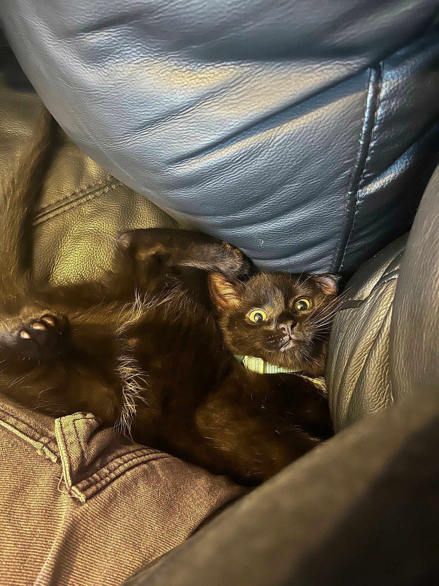 Levi joined the competition — help win amazing prizes! black_cat, kitten, wide_eyes, leather_couch, cushion, furniture, indoor, pet, collar, fur, whiskers, claws, playful, cozy, closeup, animal, mammal, cute, surprised, resting