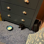 Levi joined the competition — help win amazing prizes! kitten, black_cat, dresser, carpet, bowl, indoor, furniture, pet, floor, small_animal, cozy, home, blue, patterned_textile, curious, young_cat, resting, cabinet, corner, domestic