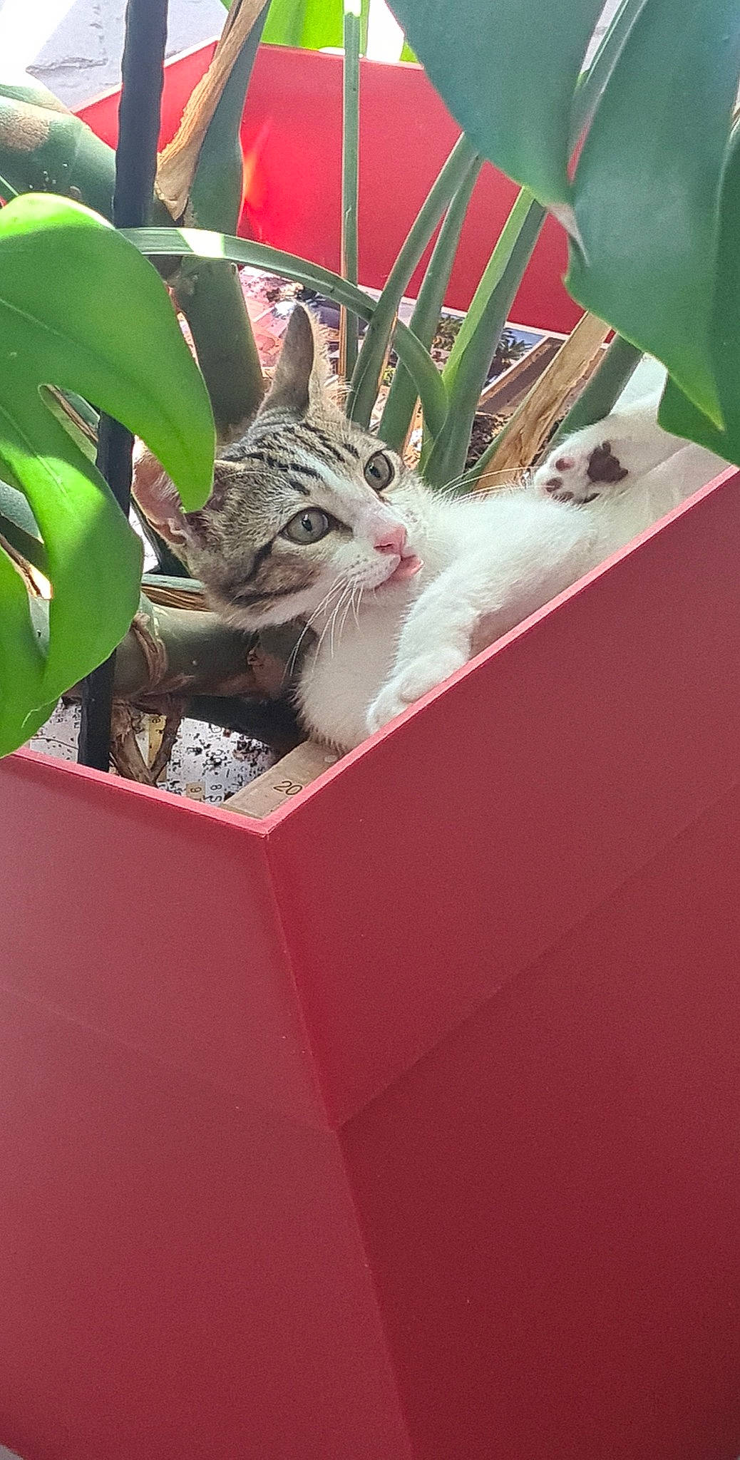 Tartine a rejoint le concours — aidez-le/la à gagner de superbes lots ! box, carnivore, cat, domestic_short_haired_cat, event, felidae, flowerpot, fur, grass, houseplant, plant, plant_stem, small_to_medium_sized_cats, soil, tail, terrestrial_plant, whiskers