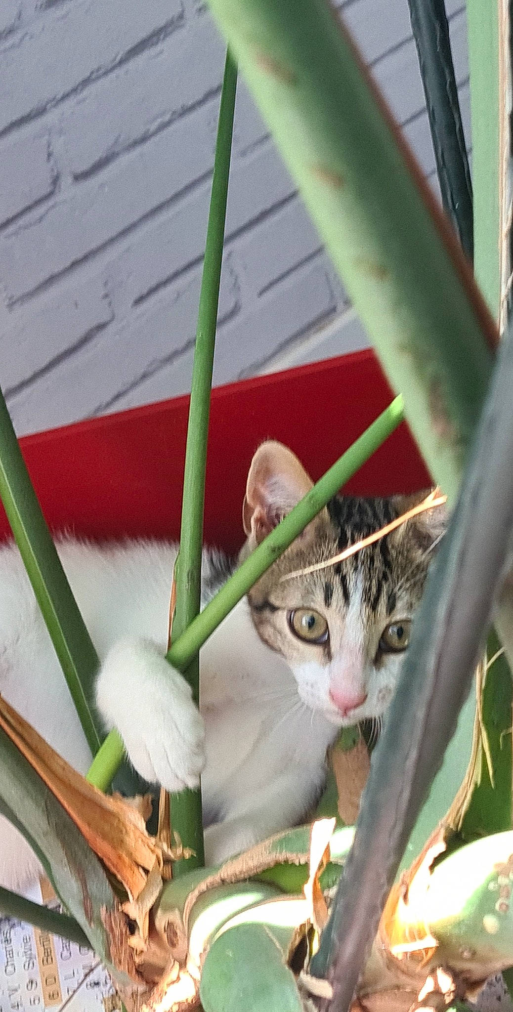 Tartine participe au concours pour gagner de l'argent avec cette photo : carnivore, cat, domestic_short_haired_cat, fawn, felidae, fur, grass, metal, paw, plant, plant_stem, rodent, small_to_medium_sized_cats, snout, terrestrial_animal, terrestrial_plant, twig, whiskers, wildlife, wood