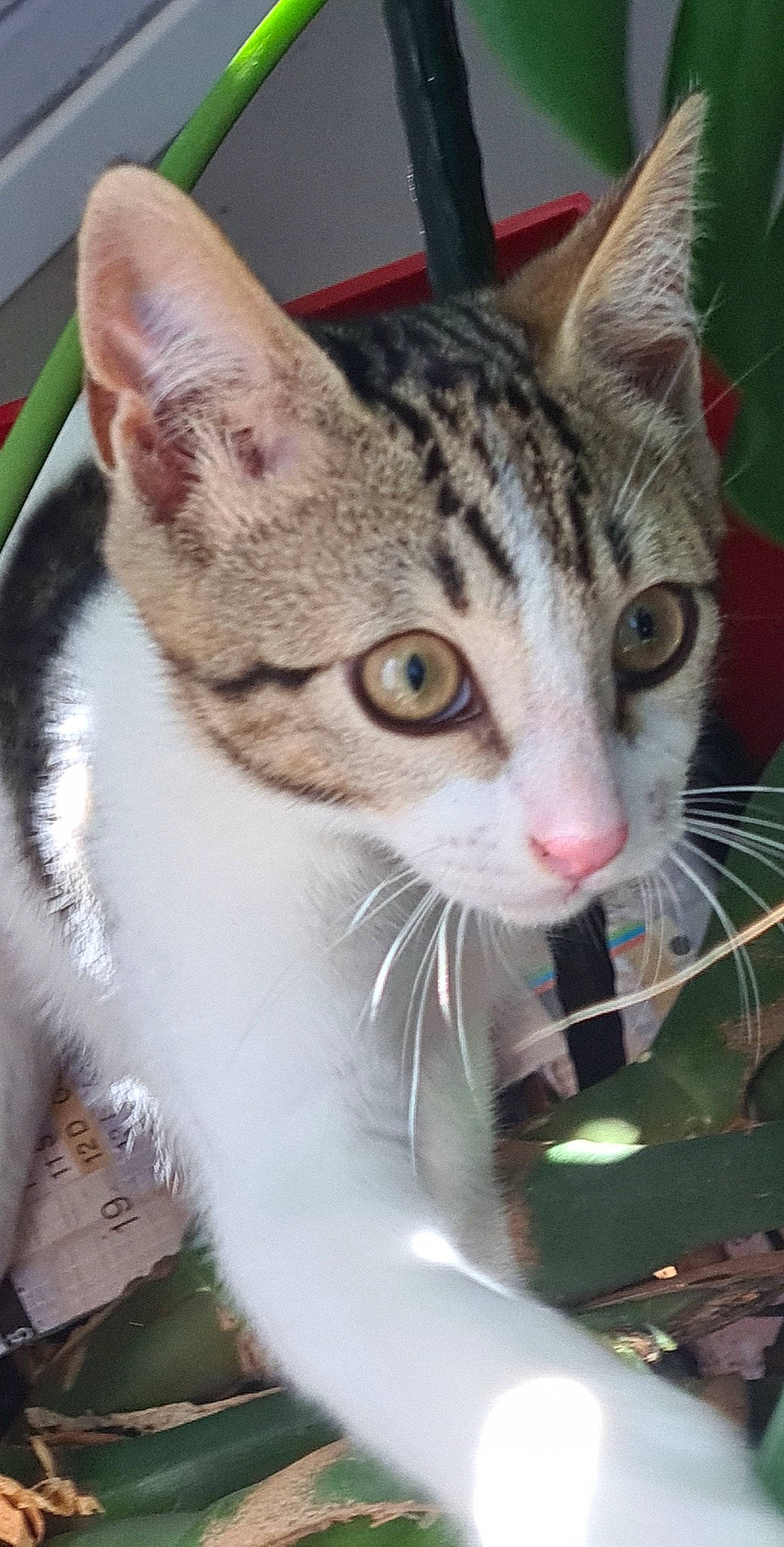 Tartine participe au concours pour gagner de l'argent avec cette photo : carnivore, cat, cat_supply, claw, collar, domestic_short_haired_cat, felidae, fur, grass, paw, plant, small_to_medium_sized_cats, snout, tree, whiskers, wildlife