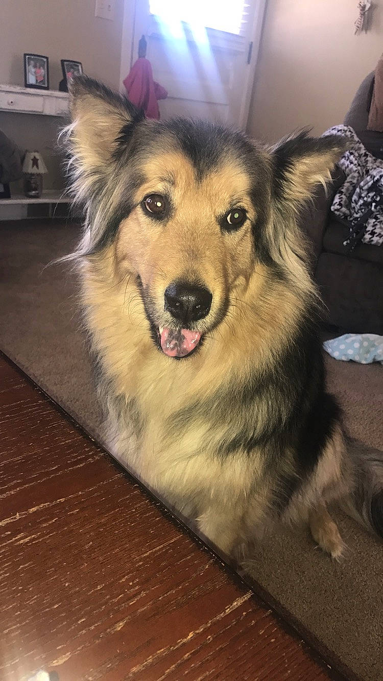 Chase is registered to the contest to win money with this photo: cabinetry, canidae, carnivore, companion_dog, dog, dog_breed, floor, flooring, fur, hardwood, herding_dog, shelf, shelving, snout, sporting_group, tongue, tooth, whiskers, wood_stain, working_animal