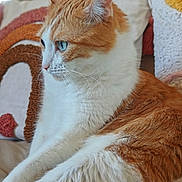 Rouky a rejoint le concours — aidez-le/la à gagner de superbes lots ! blue_eyes, cat, close_up, comfort, couch, cozy, domestic_animal, feline, fur, household, indoor, orange_and_white_cat, pet, pillow, relaxed, resting, side_view, soft, textured_pillow, whiskers