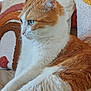 blue_eyes, cat, close_up, comfort, couch, cozy, domestic_animal, feline, fur, household, indoor, orange_and_white_cat, pet, pillow, relaxed, resting, side_view, soft, textured_pillow, whiskers