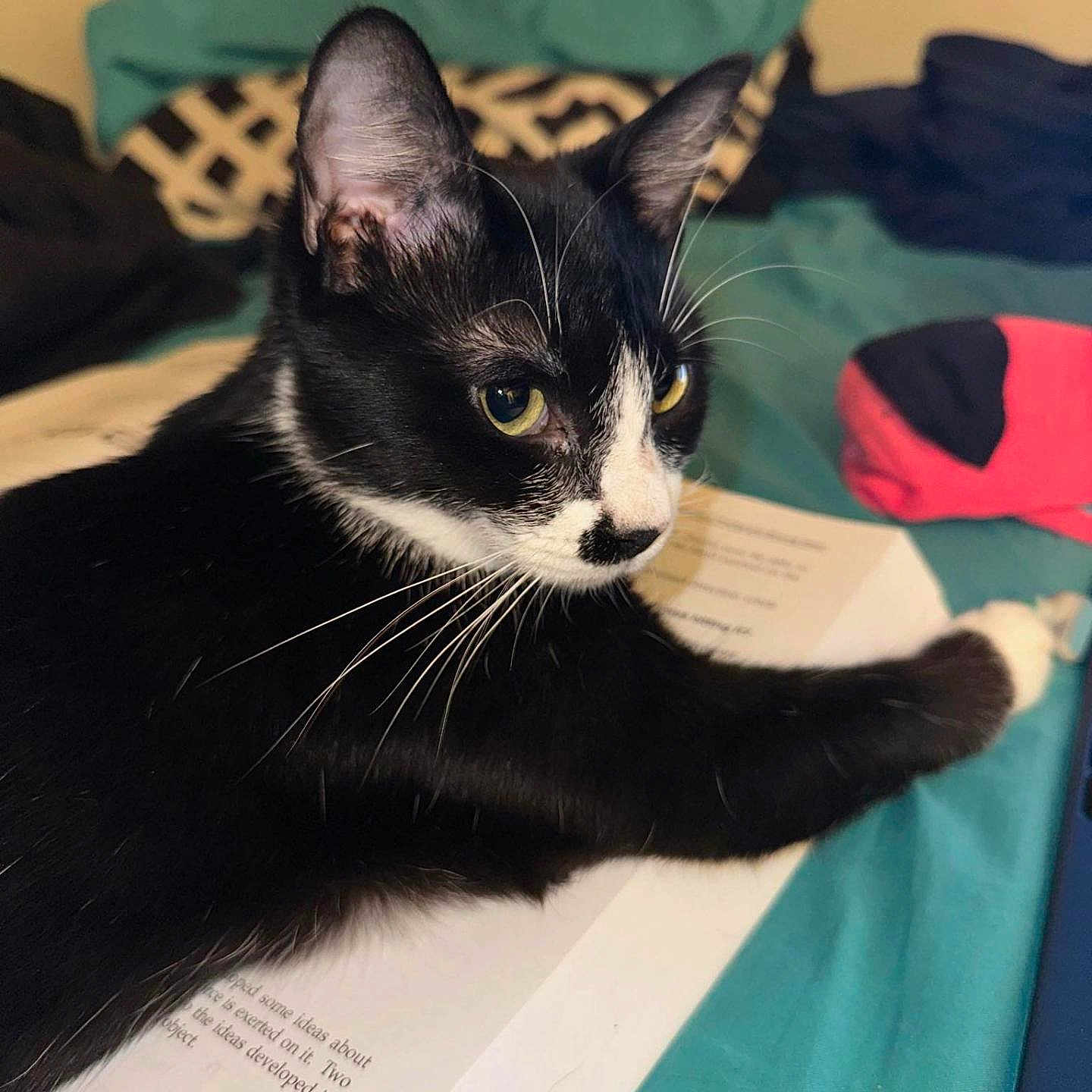 Princess Penelope