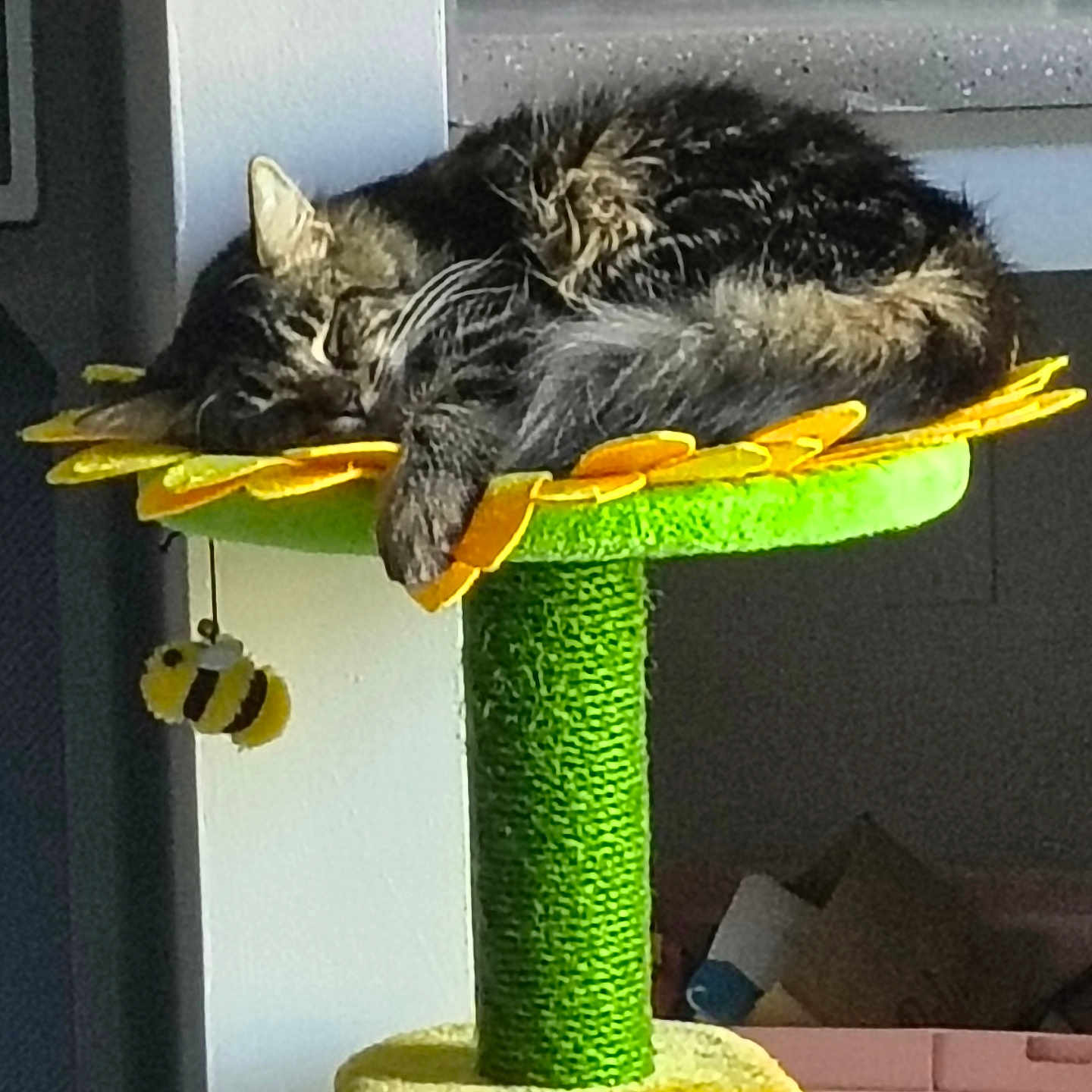 Sir Fluffington