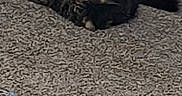 Sir Fluffington is registered to the contest to win money with this photo: animal, carpet, cat, corner, cozy, domestic_animal, feline, floor, fur, indoor, lying_down, pet, relaxed, resting, sleeping, striped, tabby, tail, wall, whiskers