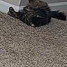 animal, carpet, cat, corner, cozy, domestic_animal, feline, floor, fur, indoor, lying_down, pet, relaxed, resting, sleeping, striped, tabby, tail, wall, whiskers