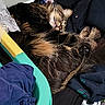 animal, cat, clothes, cozy, cute, domestic, feline, fur, household, indoor, laundry_basket, nap, paw, pet, relaxed, resting, sleeping, soft, tabby, whiskers