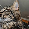 animal, background_blur, cat, close_up, domestic_animal, ears, eye, feline, focused, fur, indoor, looking_away, mammal, nose, pet, portrait, side_profile, soft_light, tabby, whiskers
