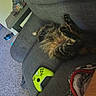 blanket, carpet, cat, couch, cozy, fur, furniture, gaming, gray_fabric, green_controller, indoor, living_room, paw, pet, plastic_bags, relaxing, resting, shoe, table, xbox_controller