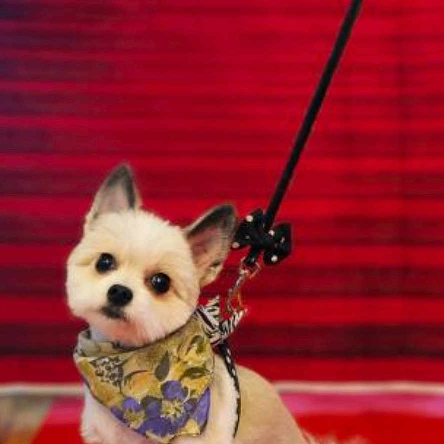 Mia is registered to the contest to win money with this photo: adorable, animal, bandana, companion, cute, dog, domestic_animal, fluffy, friendly, fur, indoors, leash, looking_at_camera, pet, portrait, puppy, red_carpet, sitting, small_dog, stairs