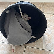 Alba a rejoint le concours — aidez-le/la à gagner de superbes lots ! kitten, cat, pet, animal, blanket, basket, floor, tile, indoor, cute, cozy, paw, playful, feline, small, hidden, peeking, resting, domestic, soft