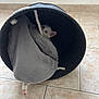 animal, basket, blanket, cat, cozy, cute, domestic, feline, floor, hidden, indoor, kitten, paw, peeking, pet, playful, resting, small, soft, tile