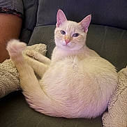 Alba participe au concours pour gagner de l'argent avec cette photo : animal, blanket, cat, closeup, comfortable, couch, cozy, cream_colored, cute, domestic_cat, face, feline, fluffy, fur, indoor, pet, relaxed, resting, sitting, tail