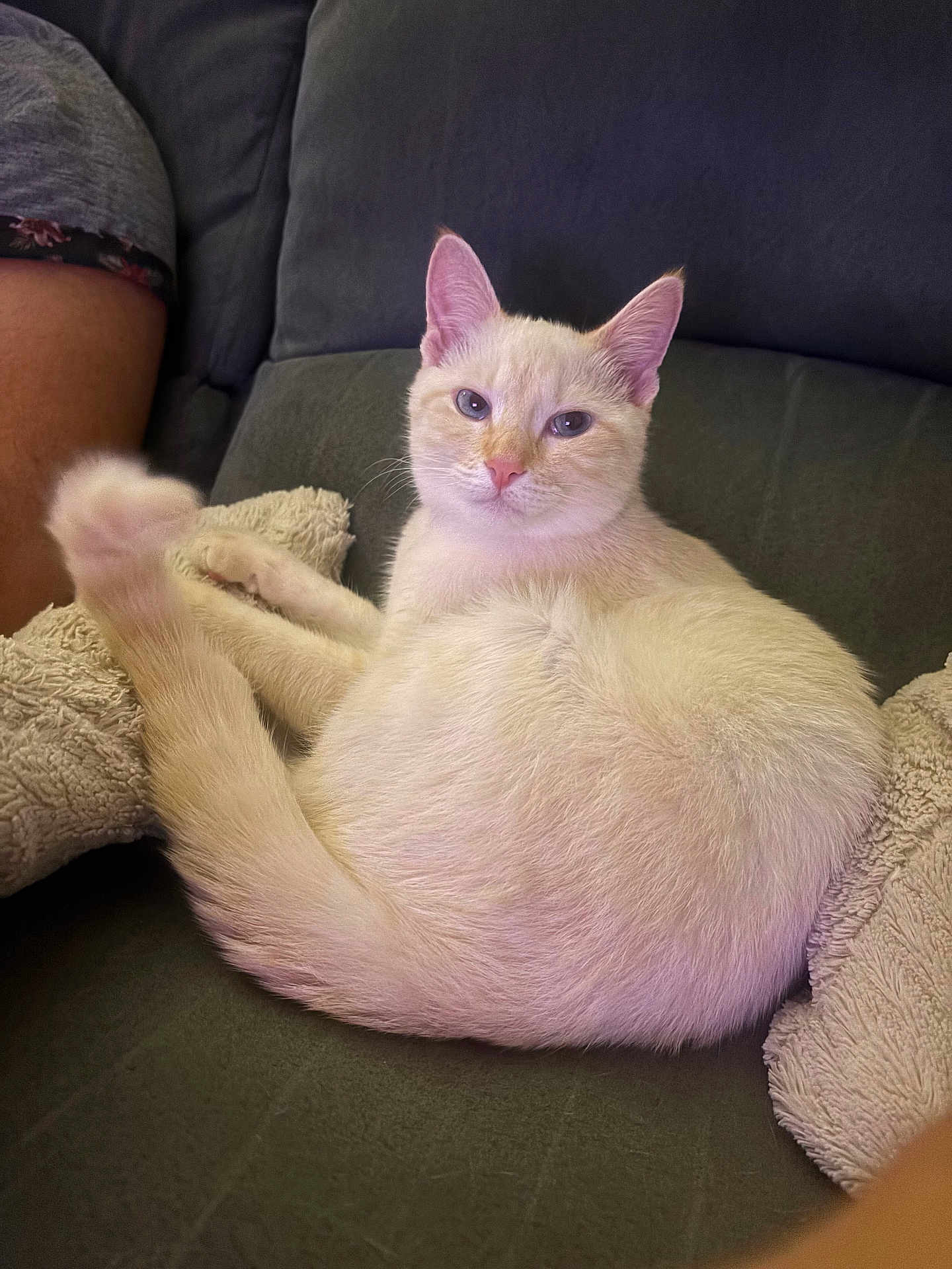 Alba