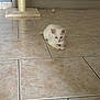 animal, blue_eyes, cat, curious, domestic_cat, ears, floor_tiles, fur, indoor, kitten, laser_dot, pet, playful, scratching_post, small_toy, tile_floor, toy_ball, whiskers, white_cat, young_cat