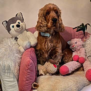 Vasco a rejoint le concours — aidez-le/la à gagner de superbes lots ! dog, plush_toy, armchair, pink_pillow, stuffed_animal, brown_dog, fluffy, pet, indoor, cozy, soft_texture, cushion, fur, home, cute, relaxed, seated, decor, comfort, animal