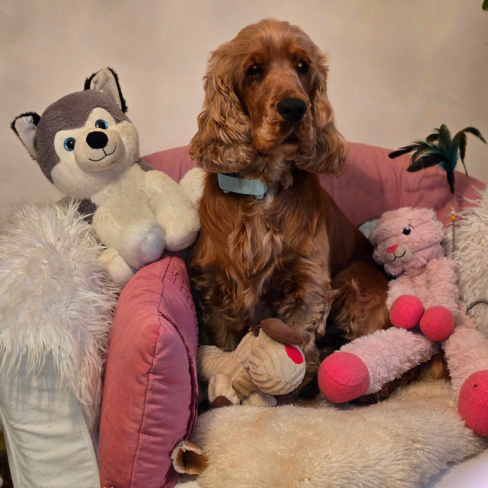 Vasco a rejoint le concours — aidez-le/la à gagner de superbes lots ! dog, plush_toy, armchair, pink_pillow, stuffed_animal, brown_dog, fluffy, pet, indoor, cozy, soft_texture, cushion, fur, home, cute, relaxed, seated, decor, comfort, animal