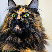 Tefeti participe au concours pour gagner de l'argent avec cette photo : cat, tortoiseshell, fluffy, close_up, pets, animal, yellow_eyes, whiskers, fur, ears, face, portrait, indoor, curious, mammal, paw, feline, cute, alert, domestic_animal