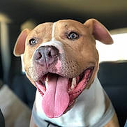 Bandit is registered to the contest to win money with this photo: american_pit_bull_terrier, american_staffordshire_terrier, carnivoran, dog, dog_breed, dog_like_mammal, ear, nose, pit_bull, snout