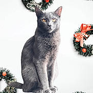 Cobalt joined the competition — help win amazing prizes! cat, gray_cat, christmas_wreath, red_ribbon, golden_bell, holiday_decor, festive, pet, animal, sitting, indoor, cute, feline, fur, whiskers, ears, eyes, portrait, isolated, white_background