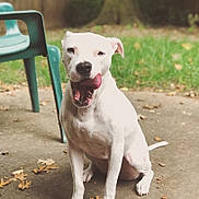 Peppa joined the competition — help win amazing prizes! american_pit_bull_terrier, american_staffordshire_terrier, bull_and_terrier, bull_terrier, carnivoran, dog, dog_breed, dog_breed_group, dog_like_mammal, dogo_argentino, dogo_guatemalteco, non_sporting_group, old_english_terrier, pit_bull, snout