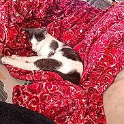 Oreo joined the competition — help win amazing prizes! animal, blanket, cat, comfort, couch, cozy, domestic_animal, feline, fur, home, indoor, light, patterned, pet, red, relaxing, resting, sleeping, soft, window