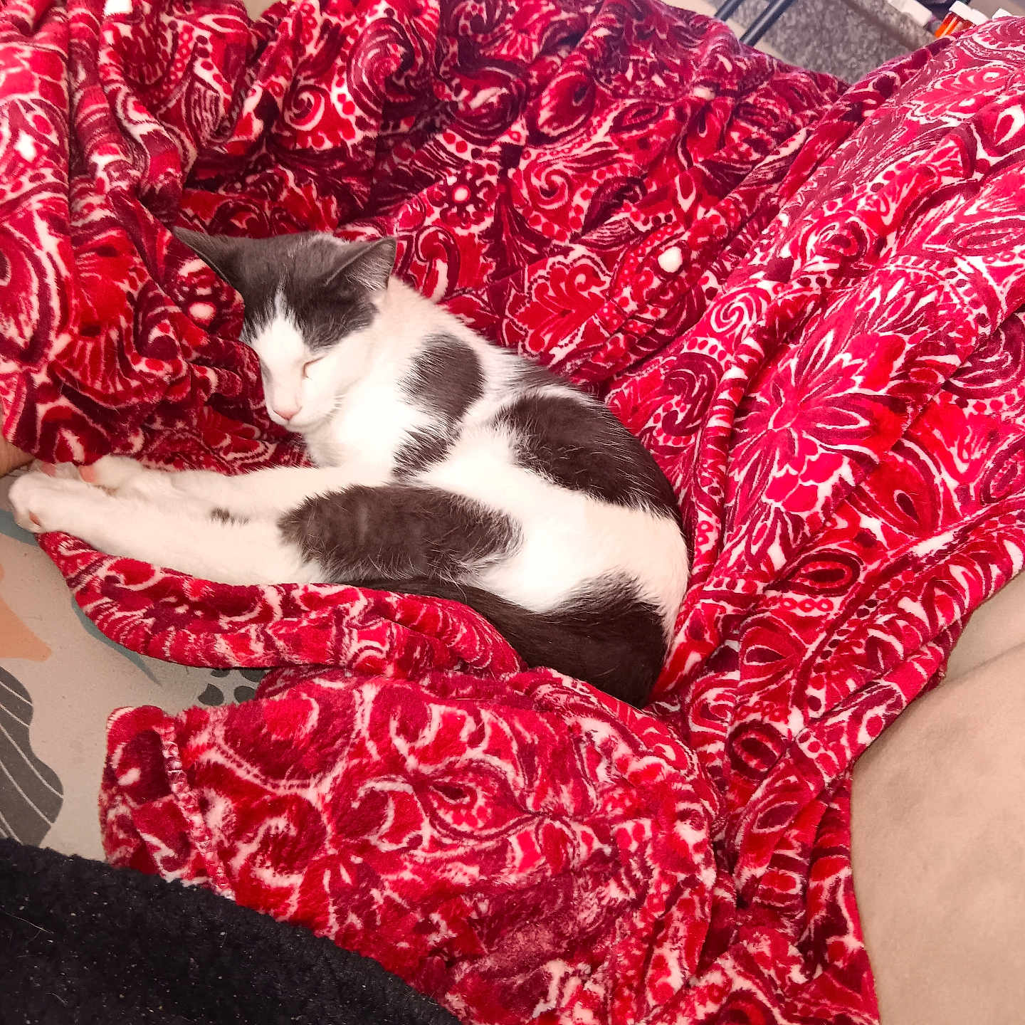 Oreo joined the competition — help win amazing prizes! animal, blanket, cat, comfort, couch, cozy, domestic_animal, feline, fur, home, indoor, light, patterned, pet, red, relaxing, resting, sleeping, soft, window