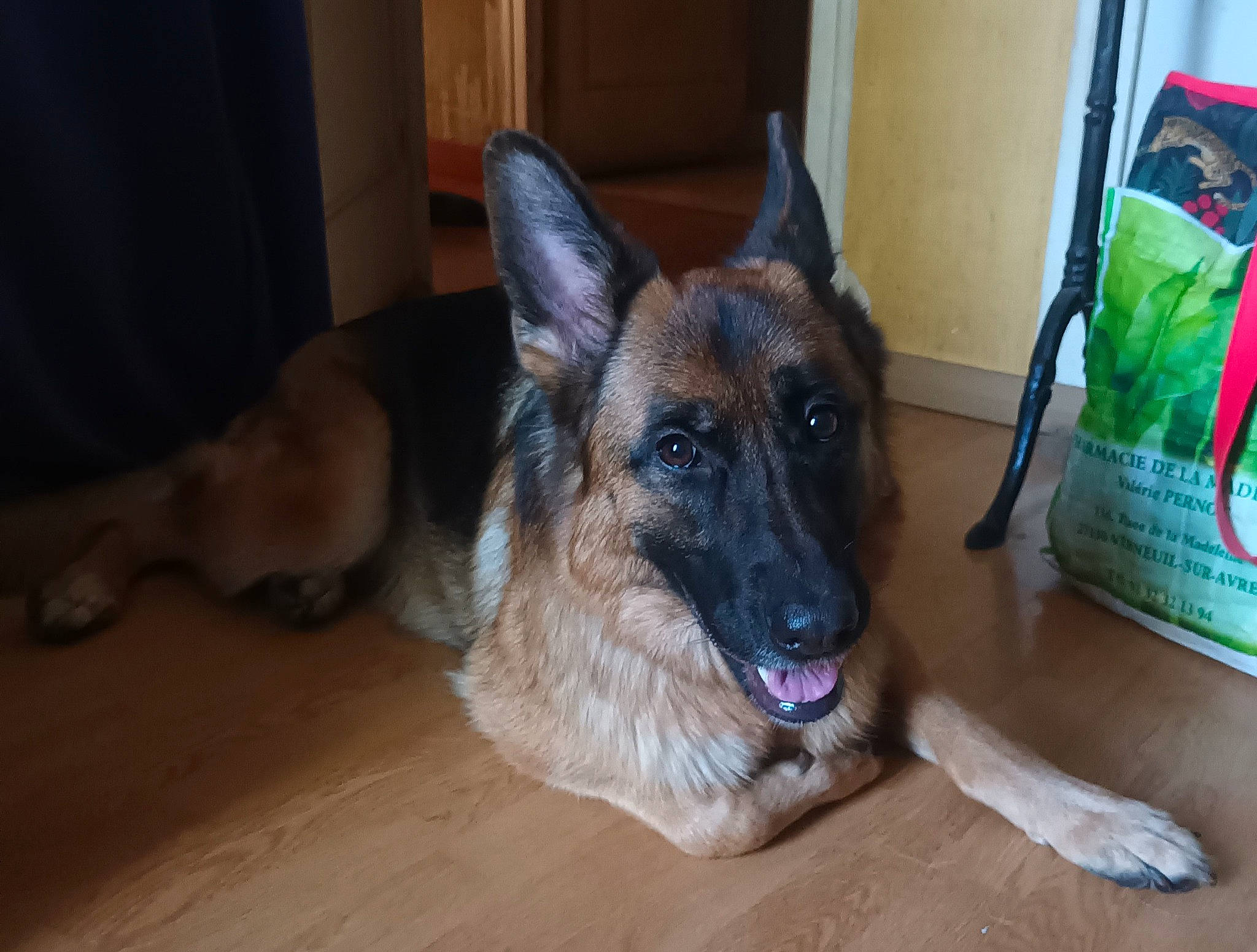 Rose a rejoint le concours — aidez-le/la à gagner de superbes lots ! canidae, carnivore, companion_dog, dog, dog_breed, east_european_shepherd, fawn, flooring, fur, german_shepherd_dog, hardwood, herding_dog, king_shepherd, old_german_shepherd_dog, sporting_group, terrestrial_animal, whiskers, wood, wood_flooring, working_animal