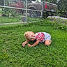 casual_clothing, child, curly_hair, daylight, fence, garden, grass, greenery, lawn, nature, outdoor, person, plants, playful, red_shirt, shorts, smiling, summer, toddler, truck