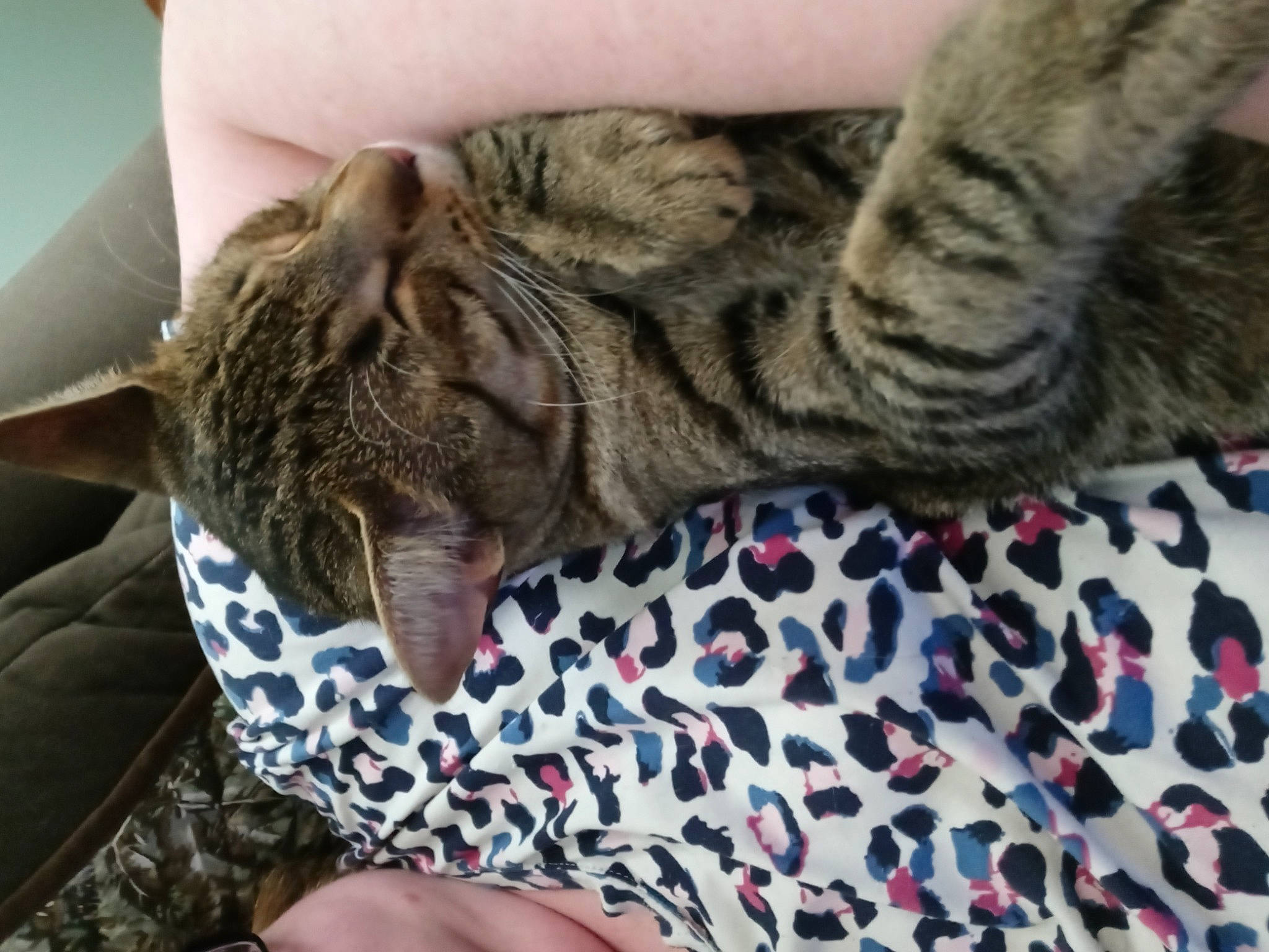 Jinx is registered to the contest to win money with this photo: bed, carnivore, cat, claw, comfort, couch, domestic_short_haired_cat, felidae, fur, linens, nap, pattern, paw, sleep, small_to_medium_sized_cats, snout, terrestrial_animal, textile, whiskers