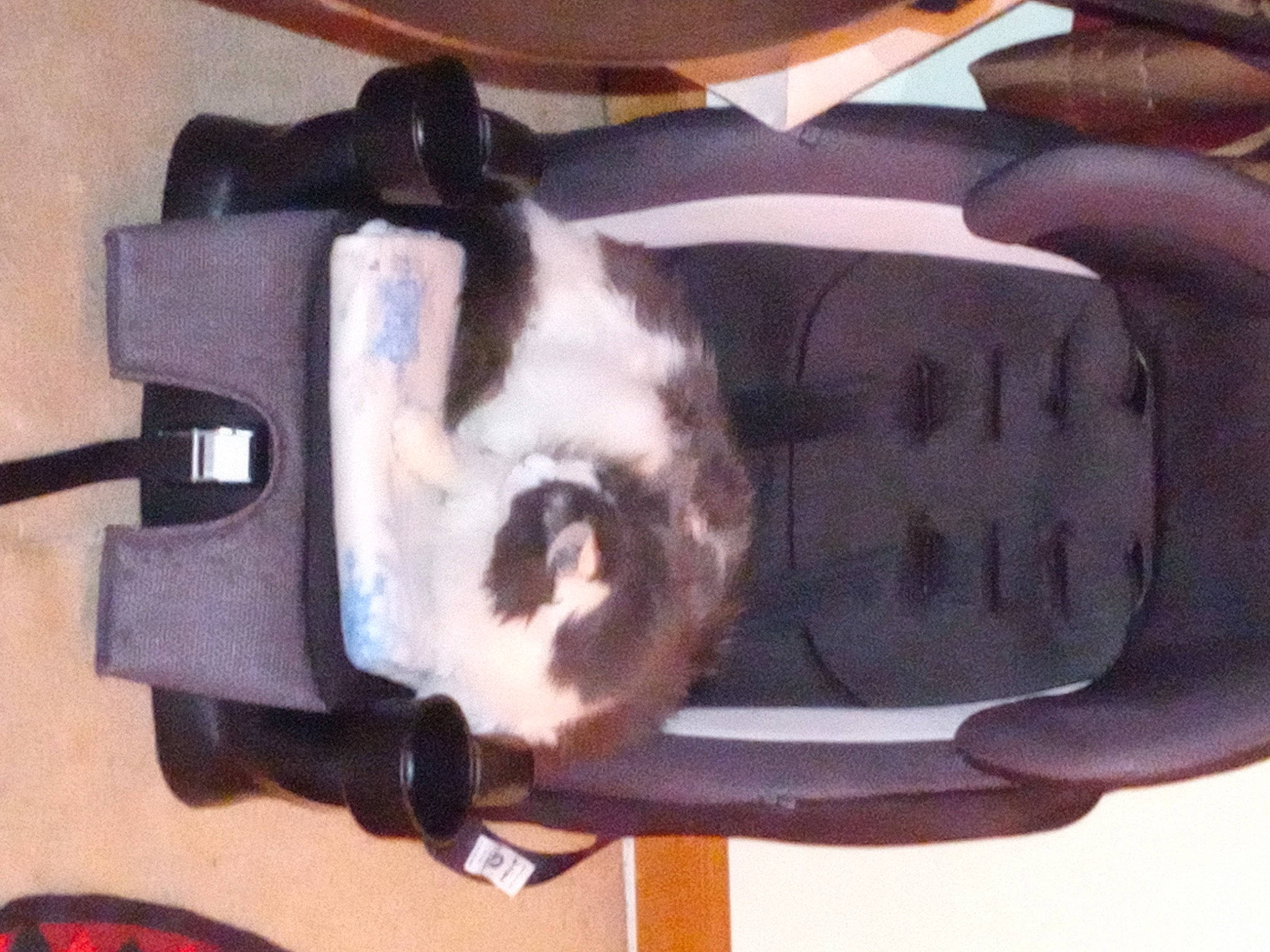 Jeffery is registered to the contest to win money with this photo: auto_part, canidae, carnivore, collar, comfort, companion_dog, dog, dog_breed, dog_collar, fawn, felidae, fur, hardwood, non_sporting_group, pet_supply, sporting_group, tail, vehicle, wood, working_animal