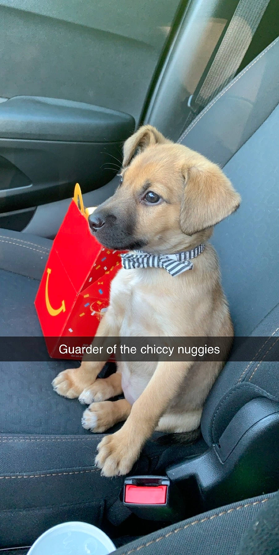 Cybil joined the competition — help win amazing prizes! automotive_window_part, canidae, car_seat, carnivore, collar, companion_dog, dog, dog_breed, dog_collar, dog_supply, fawn, fixture, leash, mammal, paw, pet_supply, snout, sporting_group, vehicle_door, working_animal