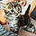 Minou