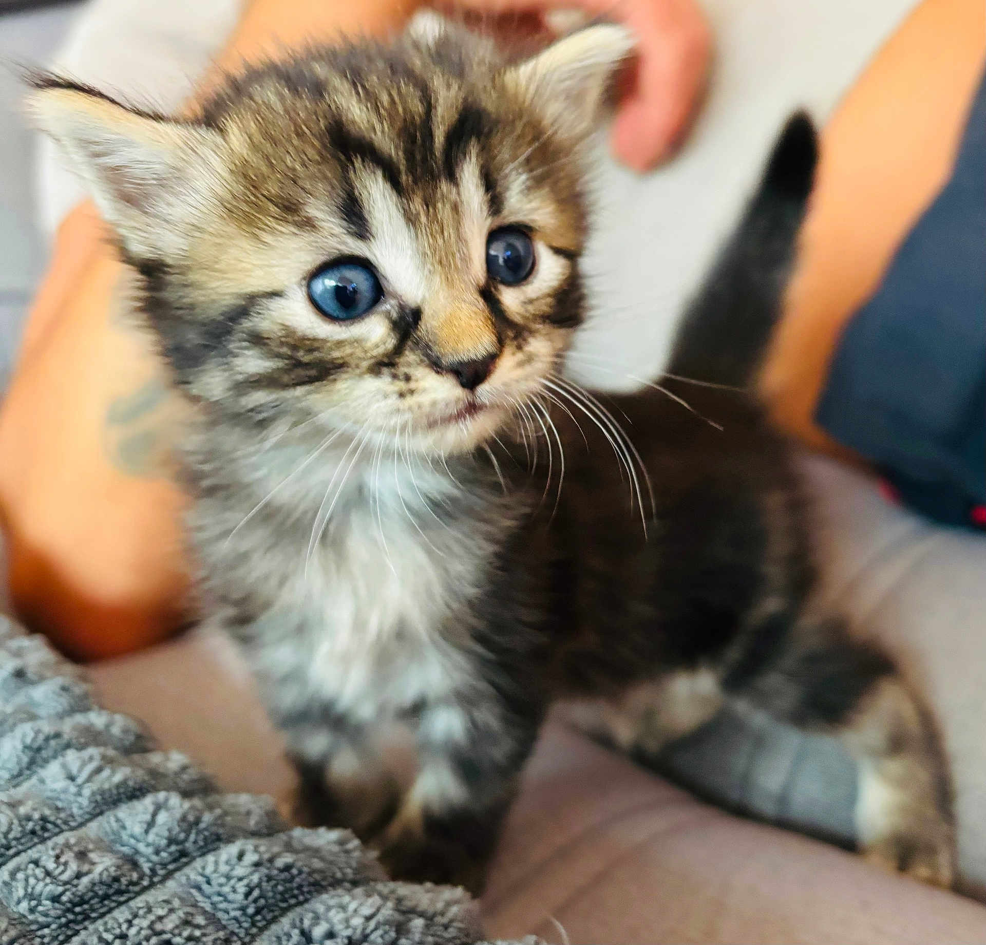 Minou a rejoint le concours — aidez-le/la à gagner de superbes lots ! kitten, cat, blue_eyes, furry, cute, pet, animal, whiskers, young, domestic_cat, close_up, curious, soft_texture, indoor, small, fur_pattern, tabby, four_legs, playful, domestic